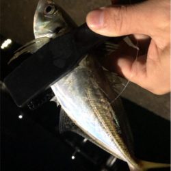 雨上がりアジング♪