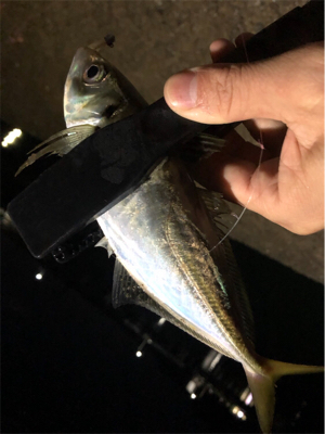 雨上がりアジング♪