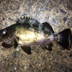 雨上がりのメバリング