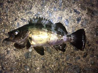 雨上がりのメバリング