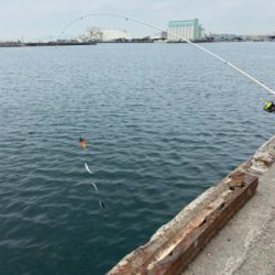 ホームでイワシ爆釣!