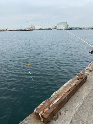ホームでイワシ爆釣!