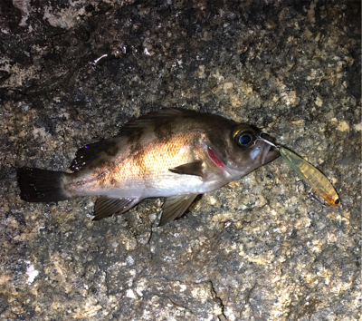 フロートVSプラグ☆GUNNING-STYLE