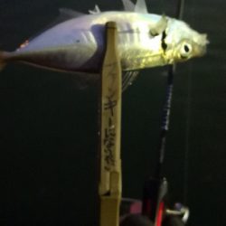 アジング 練習 133