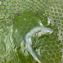 服部緑地プールトラウト