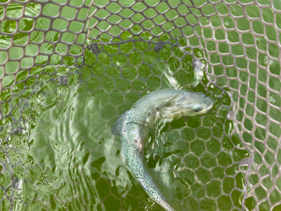 服部緑地プールトラウト