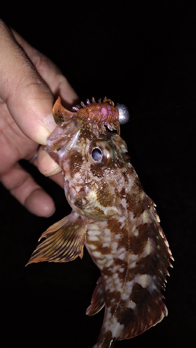 ナイトメバリング