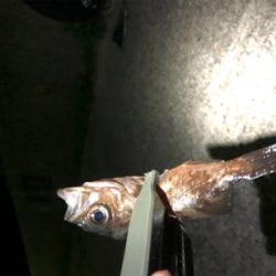 アジは入ってこず、メバリング