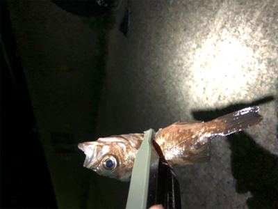 アジは入ってこず、メバリング