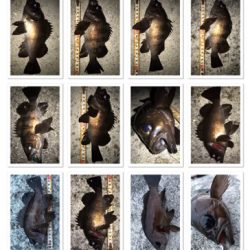 2020ライトゲーム第12戦