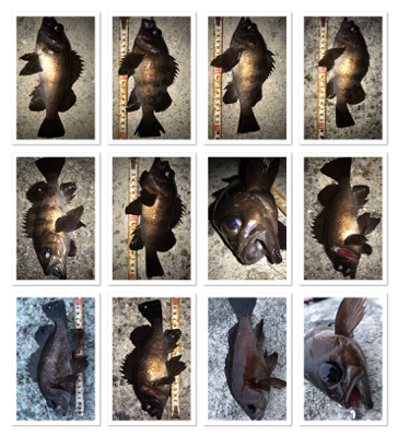 2020ライトゲーム第12戦