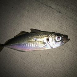 メバル、アジ釣果