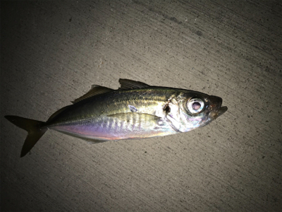 メバル、アジ釣果