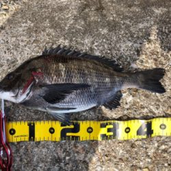 チヌフカセ爆釣!