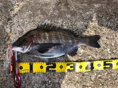 チヌフカセ爆釣!