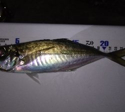 ナイトメバリング