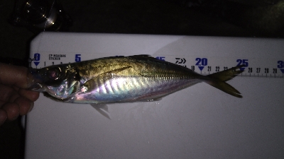 ナイトメバリング