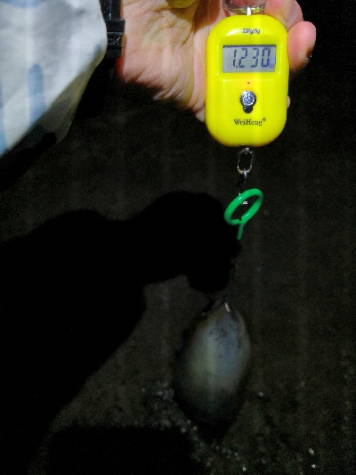 春アオリ3kgちょい足らず