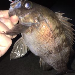 スーパームーンでメバリング