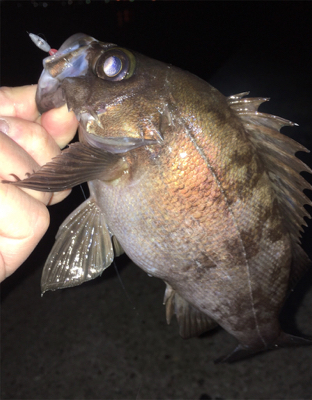 スーパームーンでメバリング