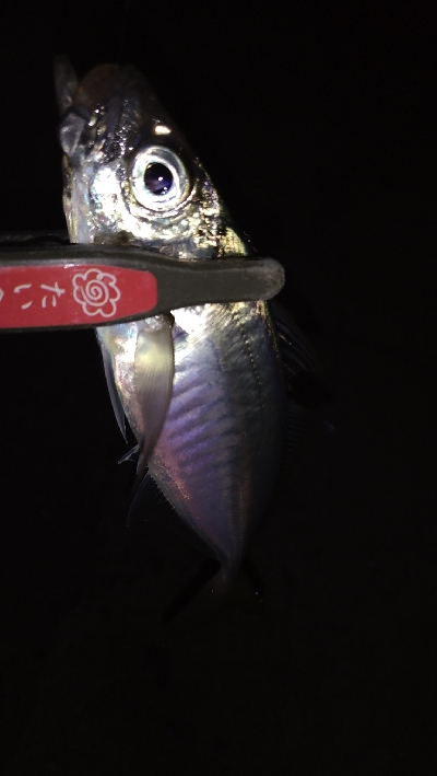 ナイトメバリング