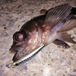 トライデントはカサゴに効く?