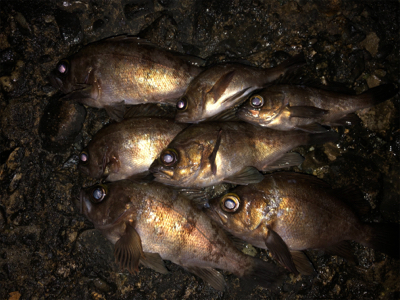 3密を避け、メバリング！