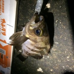 メバリング楽しいです