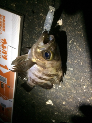 メバリング楽しいです