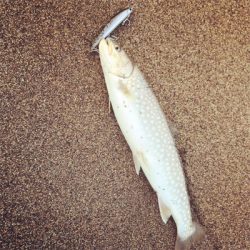 北海道後志でのショアサクラマス釣行