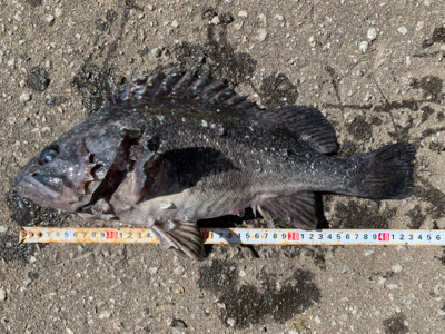 オフショアロック熱いです!