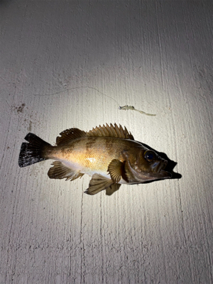 常吉リグはやっぱり最強