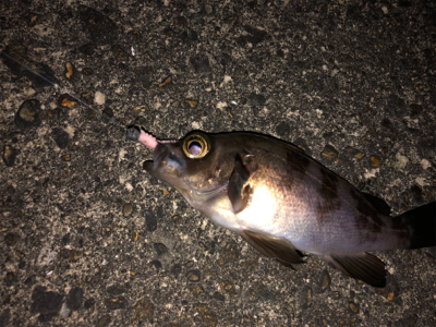 夢島、蜜中のメバル爆