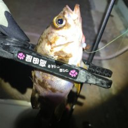 西風爆風メバリング