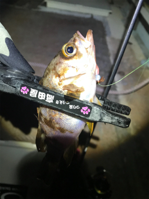 西風爆風メバリング