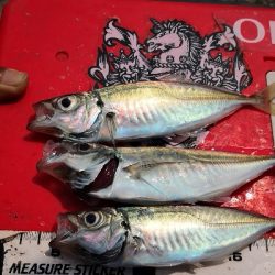 アジング練習 141