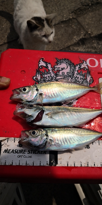 アジング練習 141