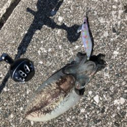 西風が強い中のジギング・エギング！