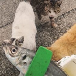 アジング練習 142