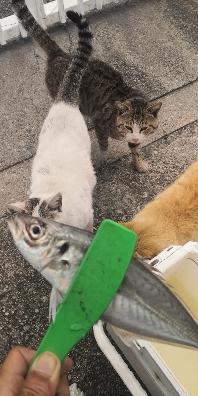 アジング練習 142