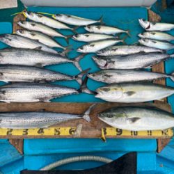 阿波哲　伊島キャスティング