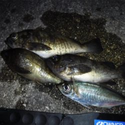 アジング ロッドでメバリング