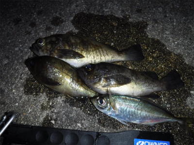 アジング ロッドでメバリング