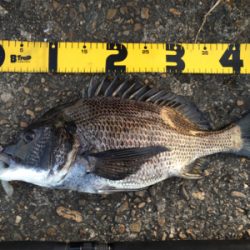 もうちょいで年なし