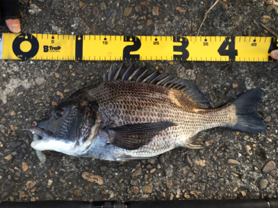 もうちょいで年なし