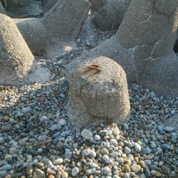 甲イカ、アイナメ　釣果！