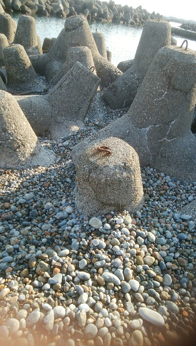 甲イカ、アイナメ　釣果！