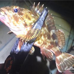 ボトムワインド