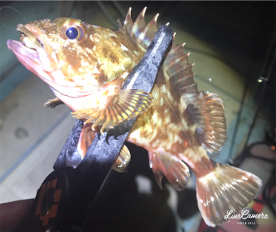 ボトムワインド