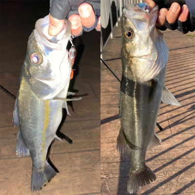 朝夕、散歩で1本ずつ